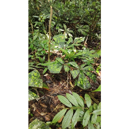 palm seeds Licuala sp