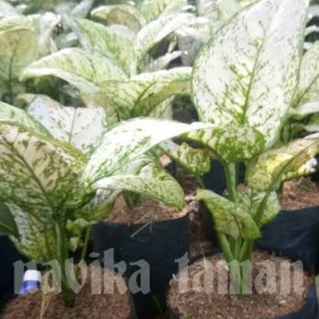 Tanaman Hias Chiang Mai Balon