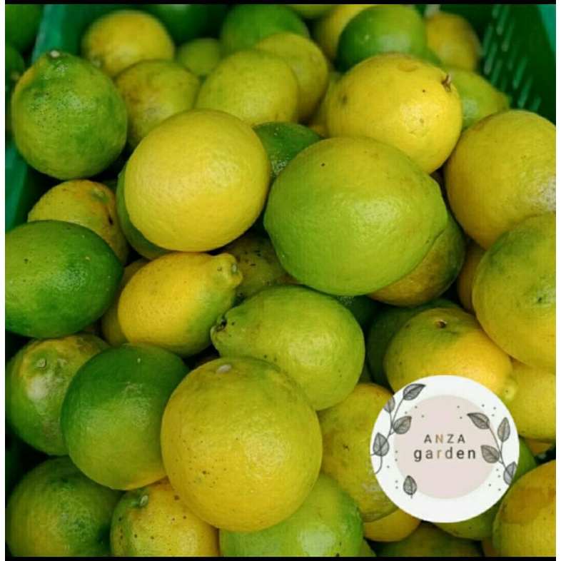 

Juruk Lemon Segar Calivornia Langsung Dipetik Dari Kebun