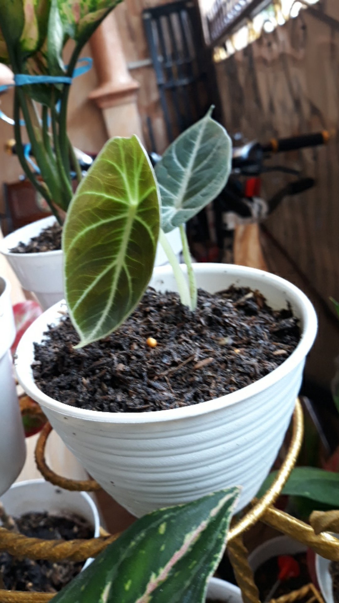 Alokasia Black Velvet Remaja Daun 1 - 2 Dan 3