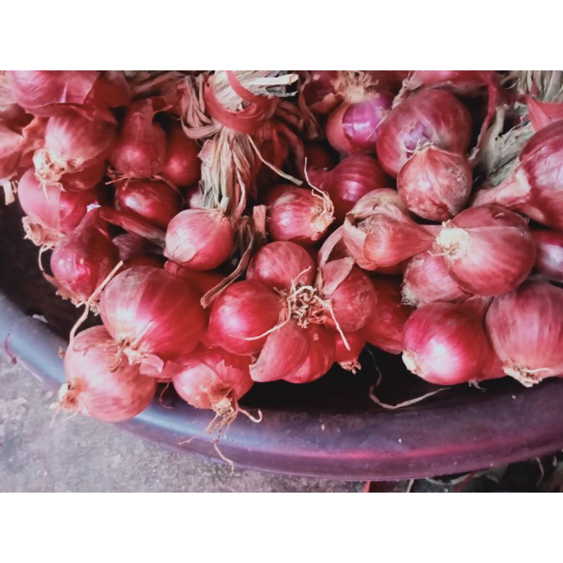 

bawang merah