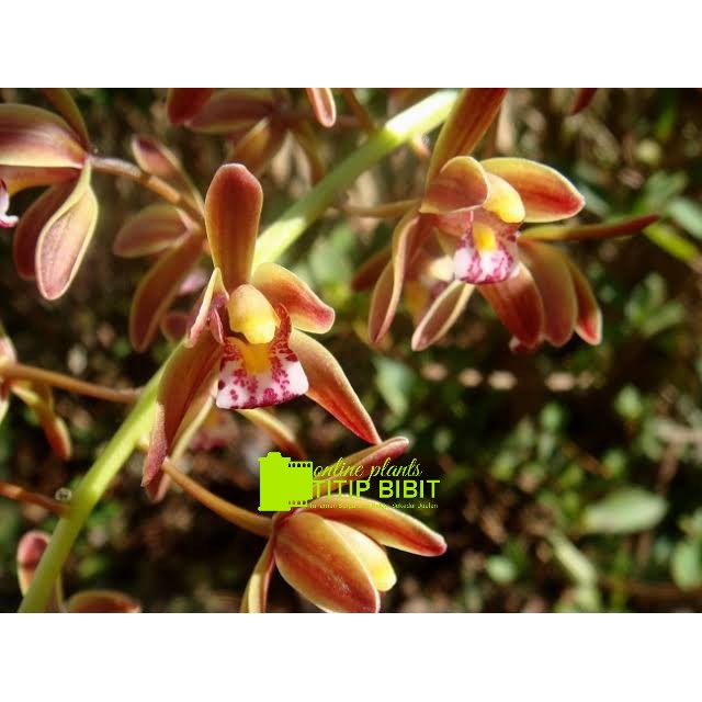 anggrek spesies Cymbidium finlaysonianum