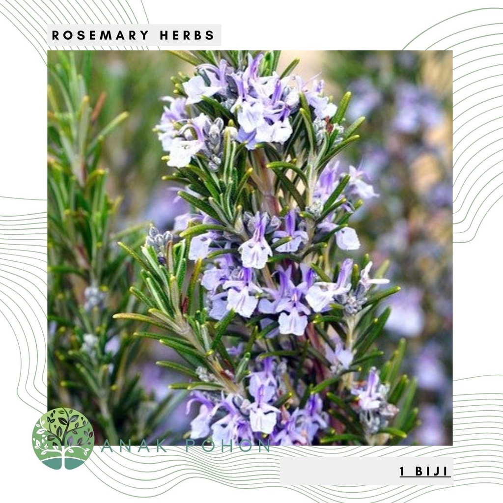 Benih Bibit Biji - Bunga Rosemary (Salvia rosmarinus) Rosemari Herb Seeds - IMPORT