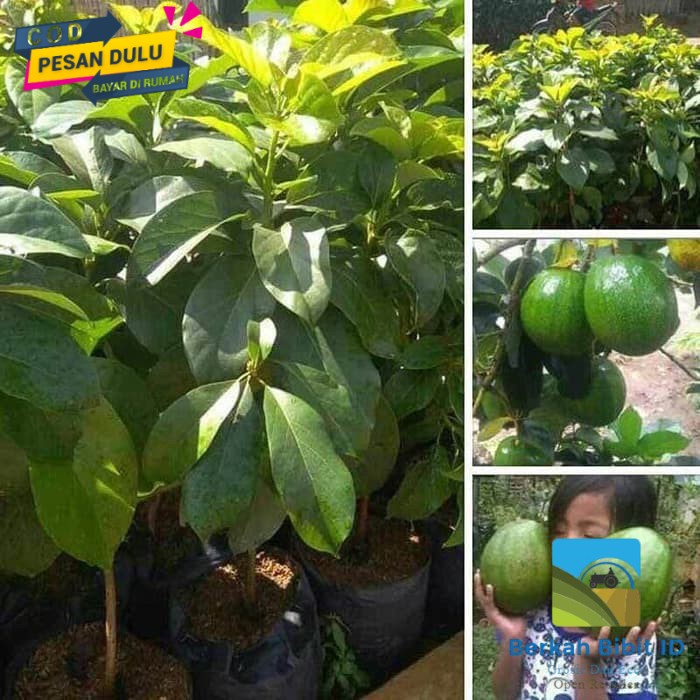 paket 10 bibit alpukat kendil