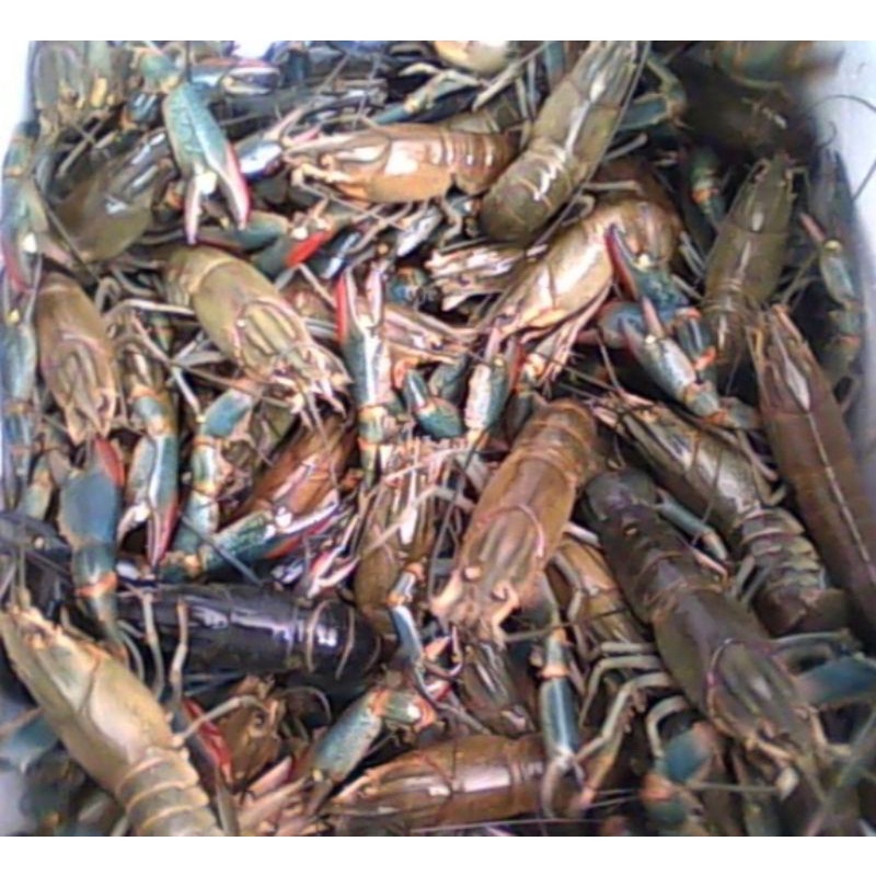 Paket indukan lobster air tawar