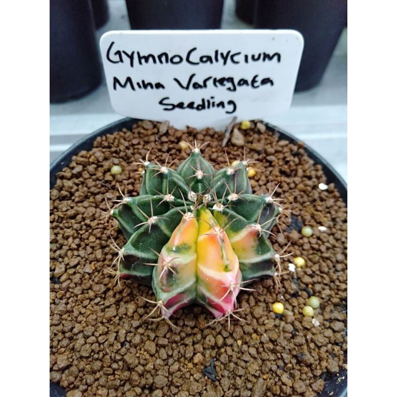 kaktus mihanovici variegata