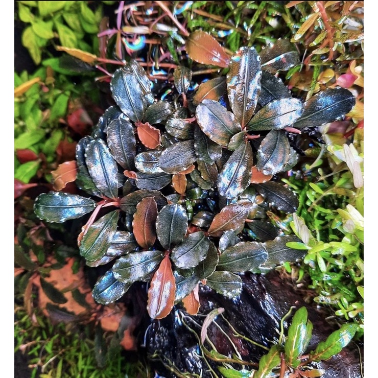 bucep red sampit 1kg bergaransi