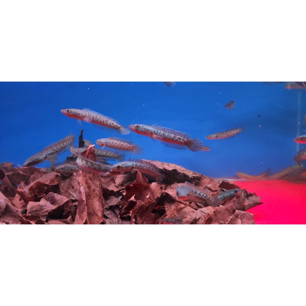 Channa Auranti 10-8CM