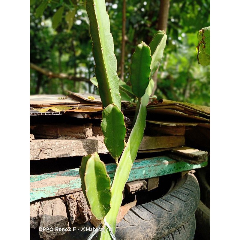 bibit buah naga putih