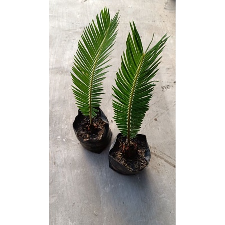 Mawar jambe/sikas 1 daun bonggol besar