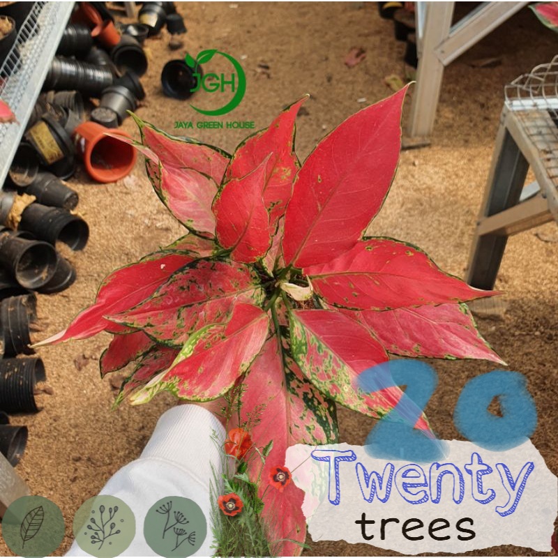 Aglonema Ruby Garuda / Tanaman hias hidup / tanaman hias / tanaman gantung / tanaman hias gantung / tanaman hias murah / tanaman hias hidup murah / pohon hias