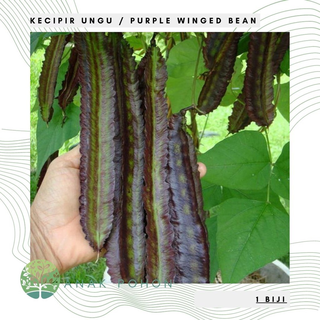 Benih Bibit Biji - Kecipir Ungu / Purple Winged Bean (Sweet) Seeds