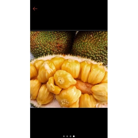 

cempedak manis masak di pohon