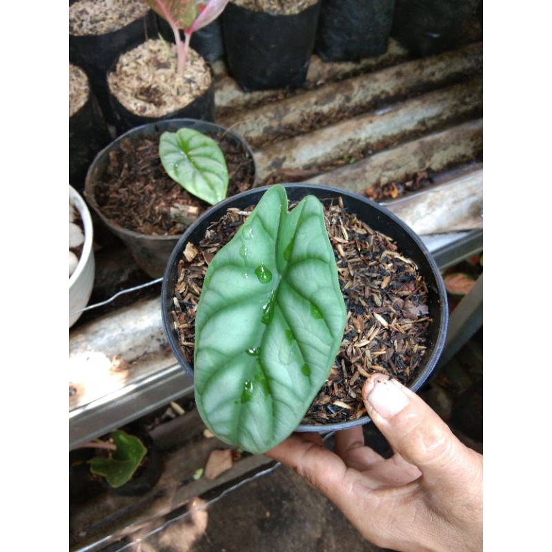 Tanaman hias keladi amazon silver--keladi amazon alocasia