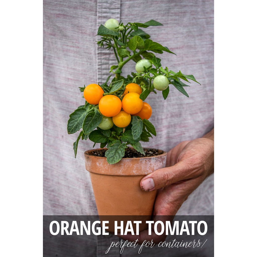 Benih Bibit Biji - Tomat Orange Hat Micro Cherry Tomato Seeds