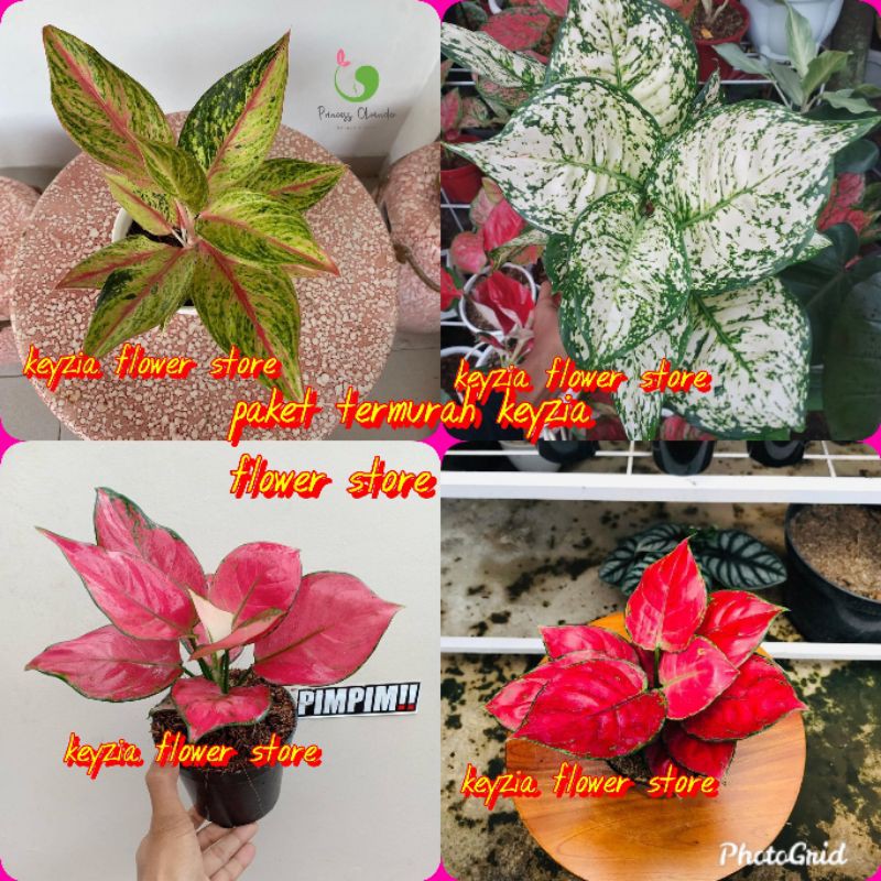 paket 4 jenis aglonema import termurah