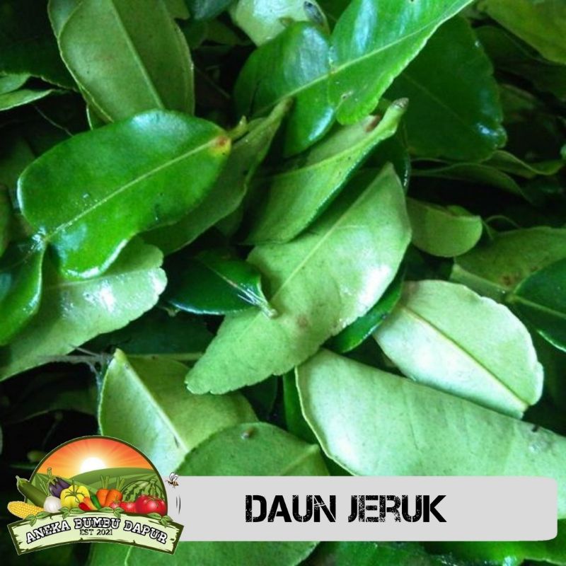 

daun jeruk