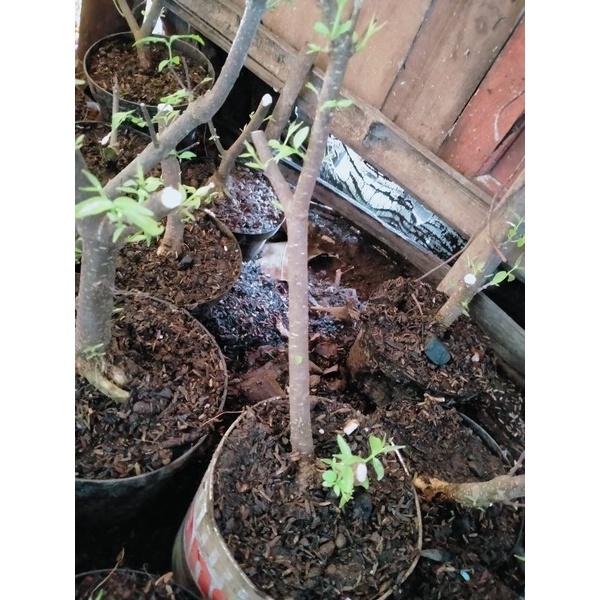 bahan bonsai anting putri prokar