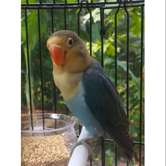 Lovebird parblue vio fc