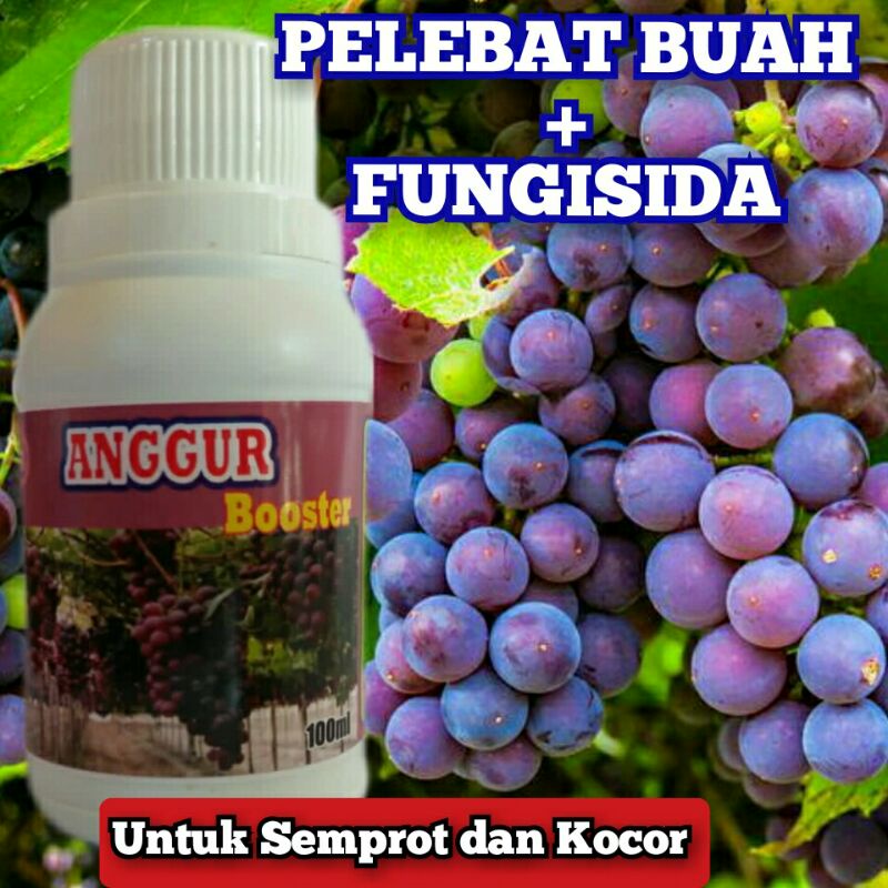 Pupuk Anggur Booster Perangsang + Fungisida Agar Cepat Berbuah Lebat