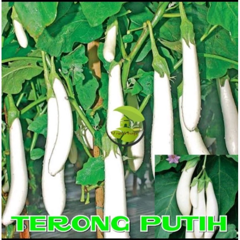 benih bibit sayuran terong putih