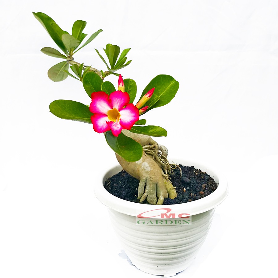 Tanaman Hias Bonsai Adenium Arabicum Obesum Kamboja Jepang B-KJ-014