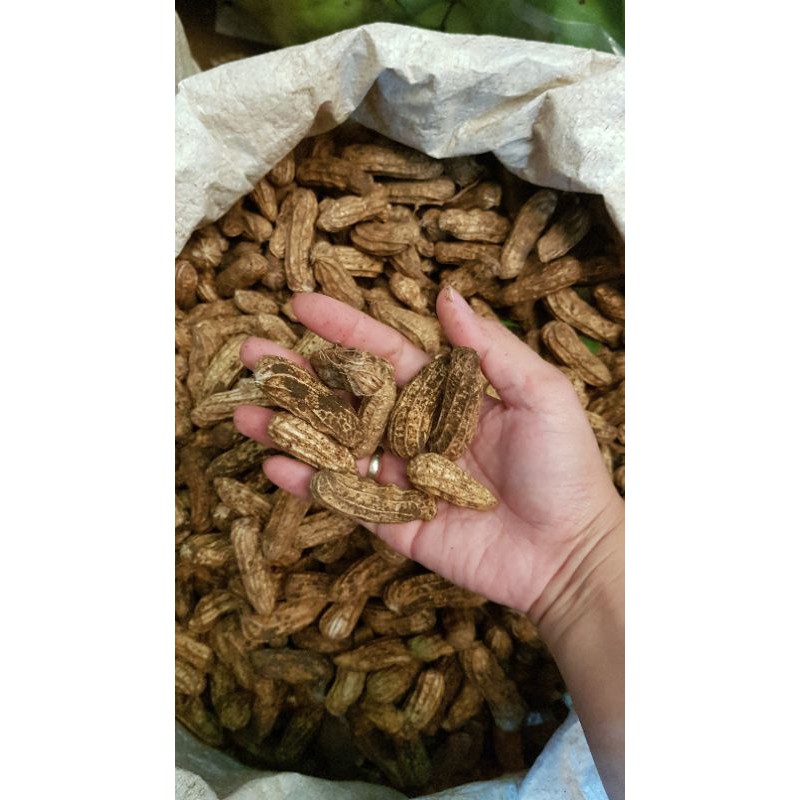 

kacang tanah fresh