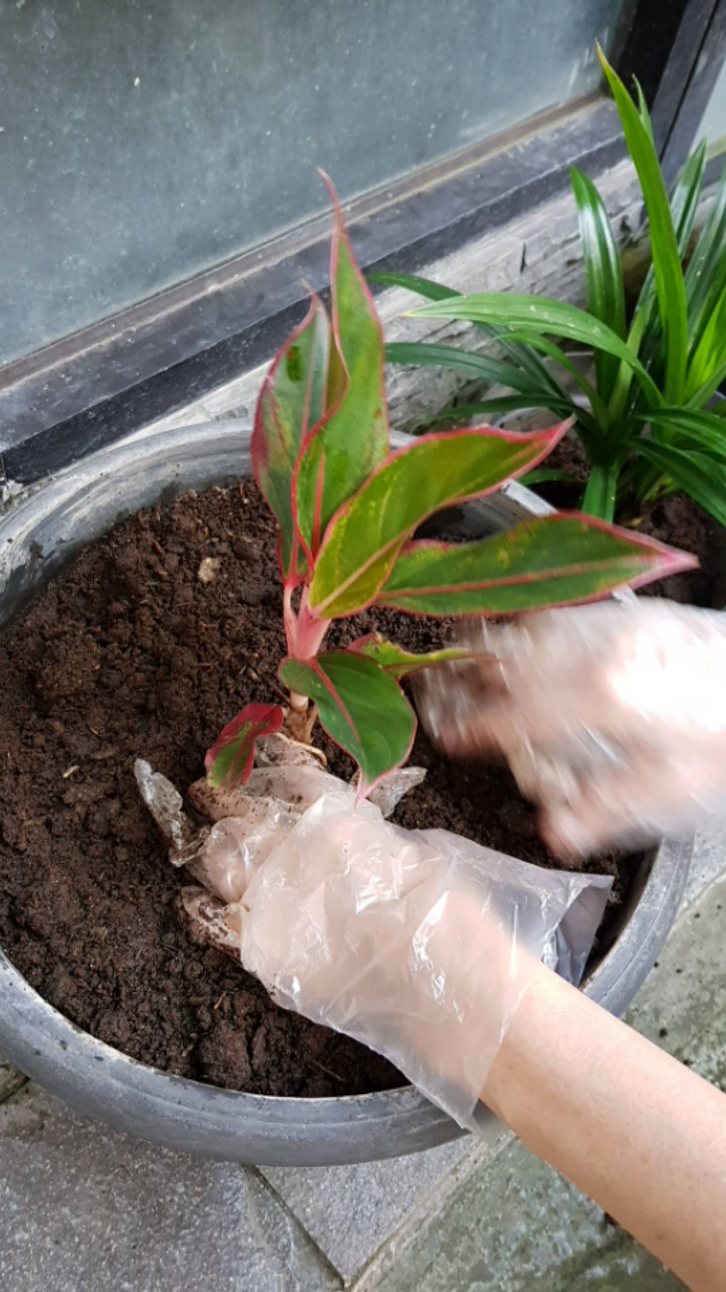 Tanaman Hias Paket Agloenema Cantik Dan Indah