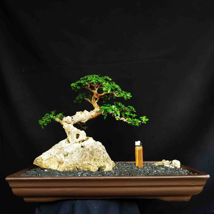 Bonsai Serut Di Atas Batu | Cahunit.com
