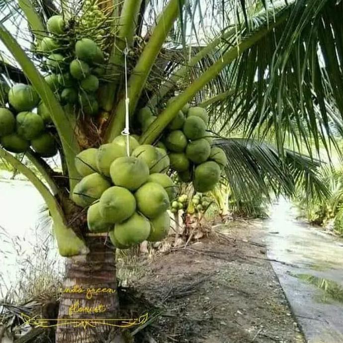 Jual Bibit Tanaman Kelapa Genjah Wulung Siap Tanam K H Indonesia