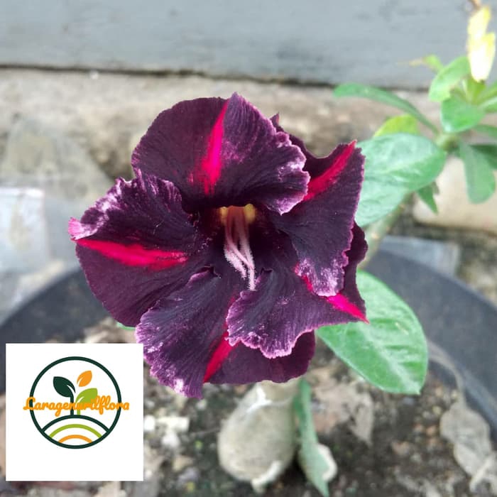 

bibit bunga Kamboja adenium Jepang no 11