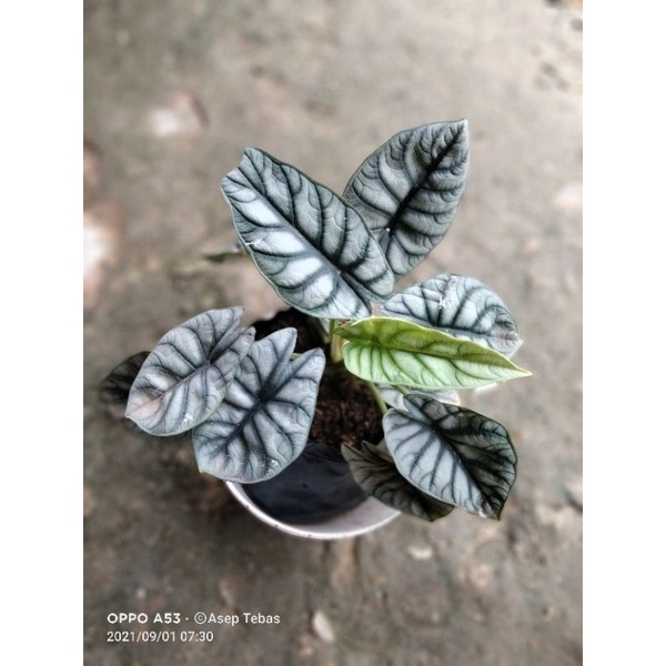 keladi tengkorak/silver