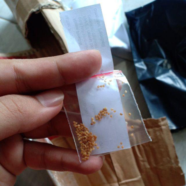 Paket Hemat Bibit Benih Biji Tanaman Ceplukan Ciplukan 300butir Gratis Polybag