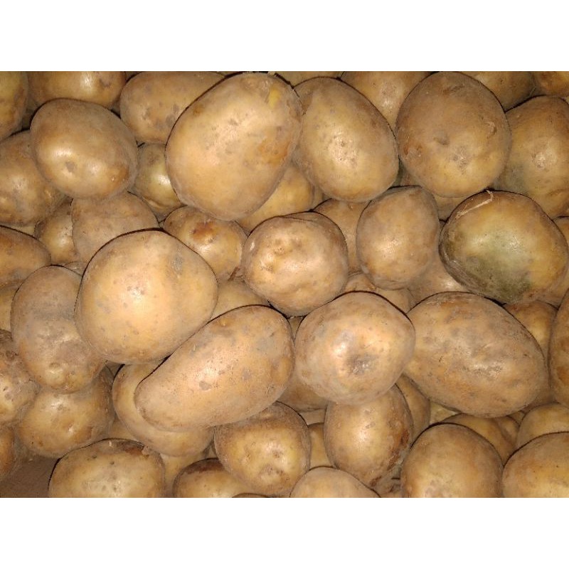 

Kentang Segar Medium