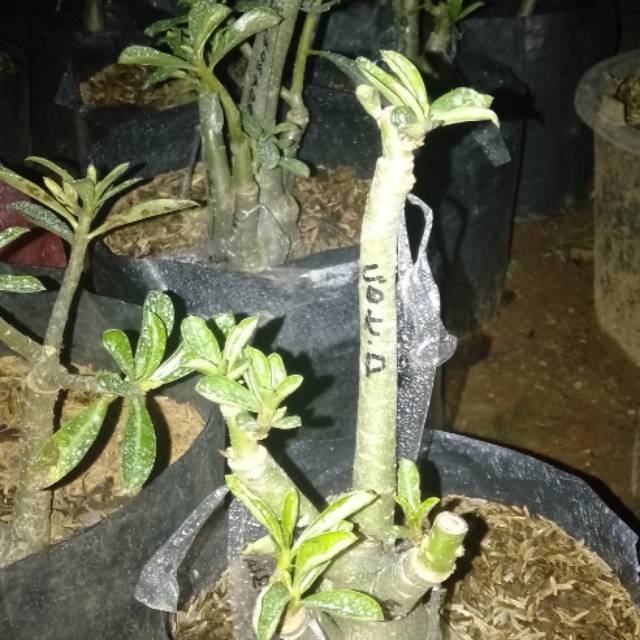 Adenium bunga tumpuk 3 - 4 colour  in 1.