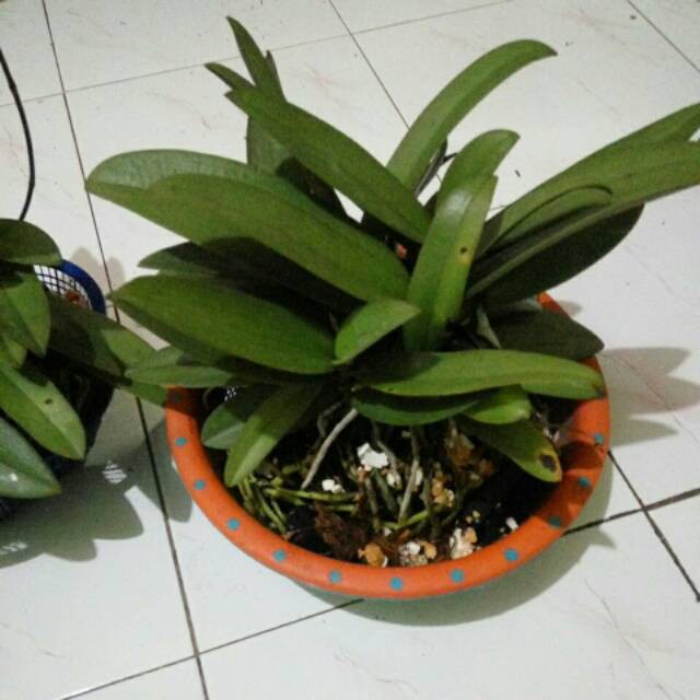 angrrek doritis rumpun