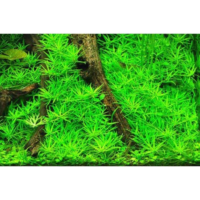 Altenantera Reniki Lilacina  (Tanaman Aquascape Tumbuhan Air Hiasan Aquarium Hidup)