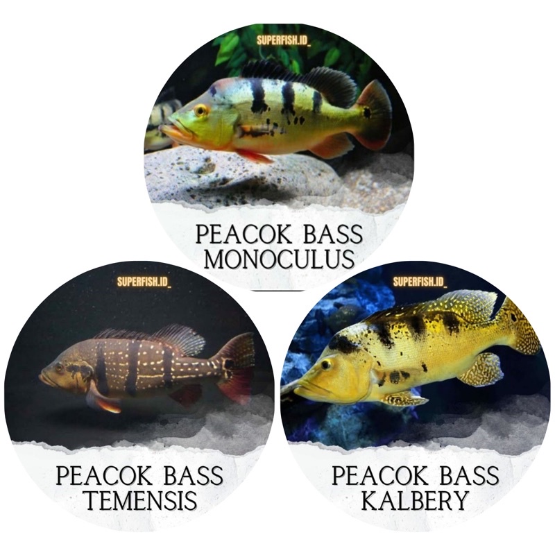 PAKET 3C.PEACOK BASS TEMENSIS,MONOCULUS,KALBERY