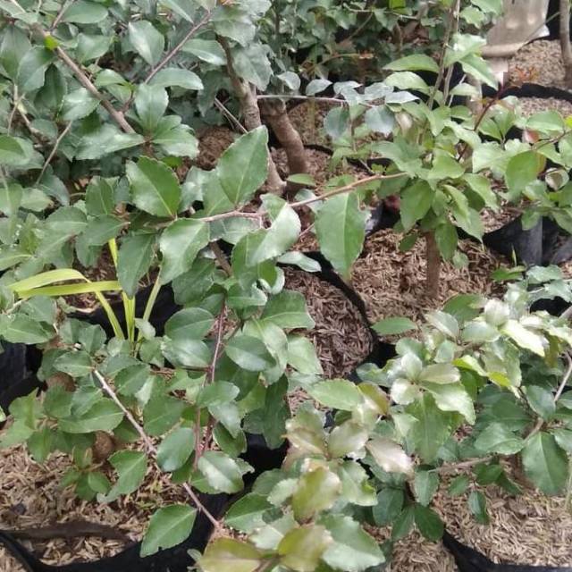 Bahan Bonsai Bibit Buah Rukem Langka