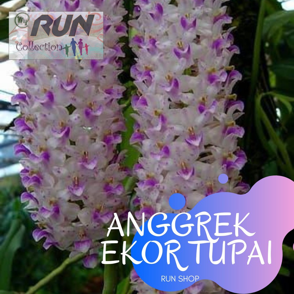 ANGGREK RICONTILIS RETUSA EKOR TUPAI KONDISI DEWASA DAN SPIKE