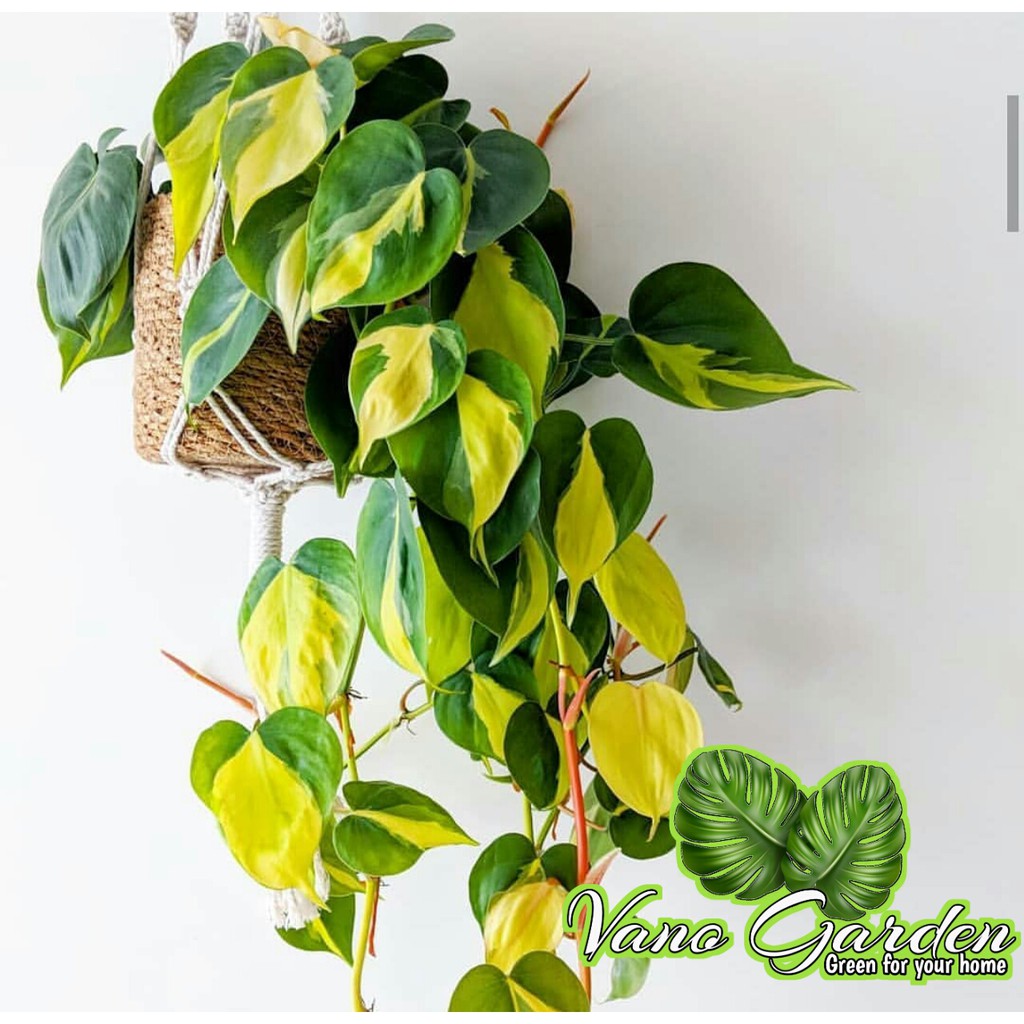 philodendron brazil / sirih brazil