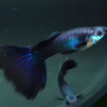 ikan Guppy black moscow