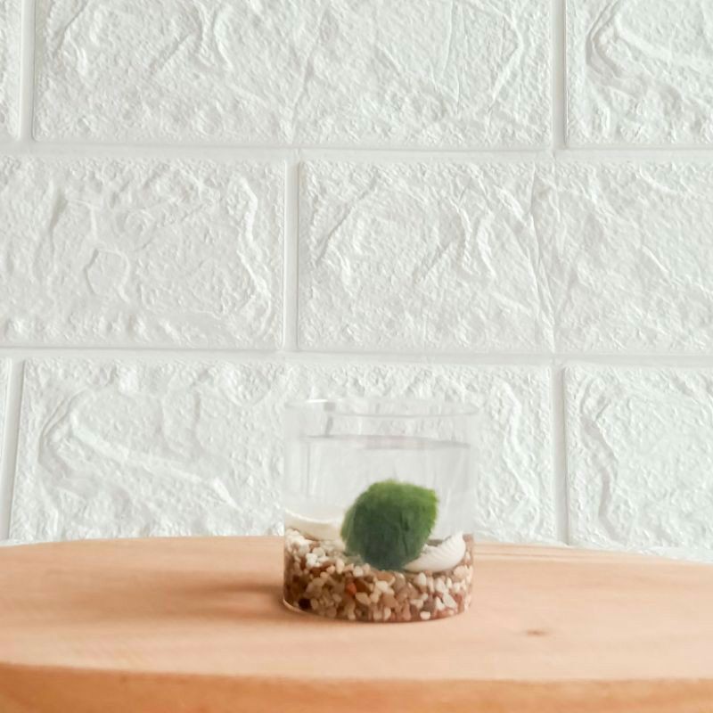 

Marimo Moss Ball in Tabung 65 ml <1 Alga Jepang