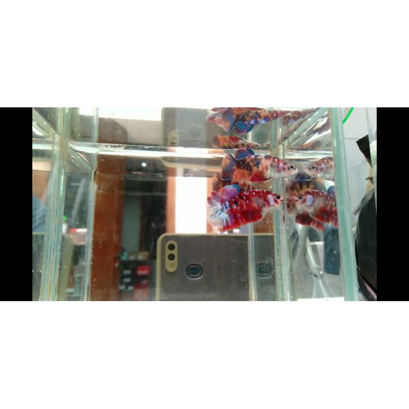 REAL PICT & VIDEO SEPASANG BETTA CUPANG PLAKAT KOI GALAXY MULTICOLOUR SIAP BREED CALON INDUKAN