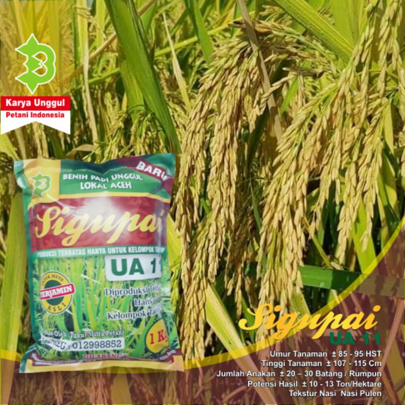 Benih Padi Unggul UA 11 Sigupai / UA11 Sigupai Lokal Aceh