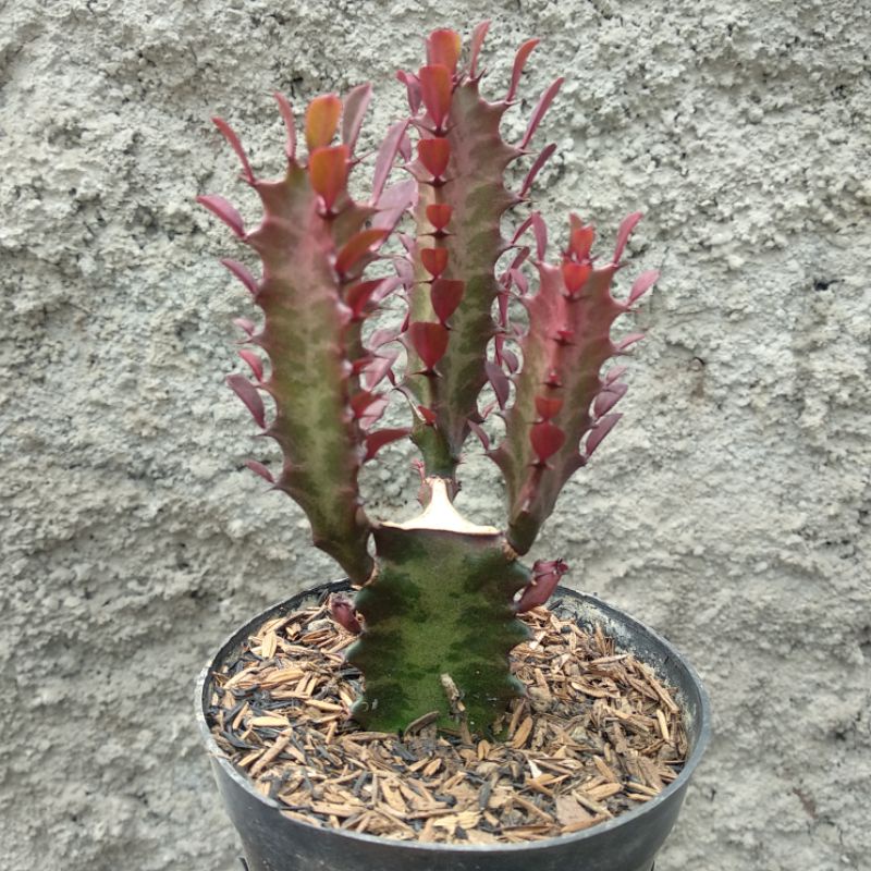 Euphorbia Trigona Merah | Kaktus | D 10cm