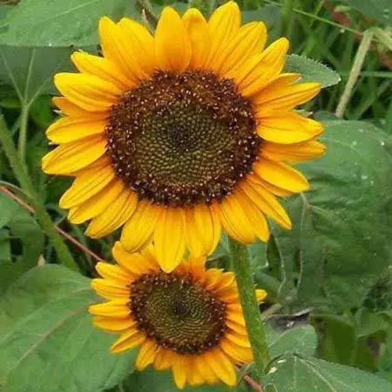 BENIH / BIJI / BIBIT / SEED BUNGA MATAHARI SUNFLOWER HOPI  BERKUALITAS