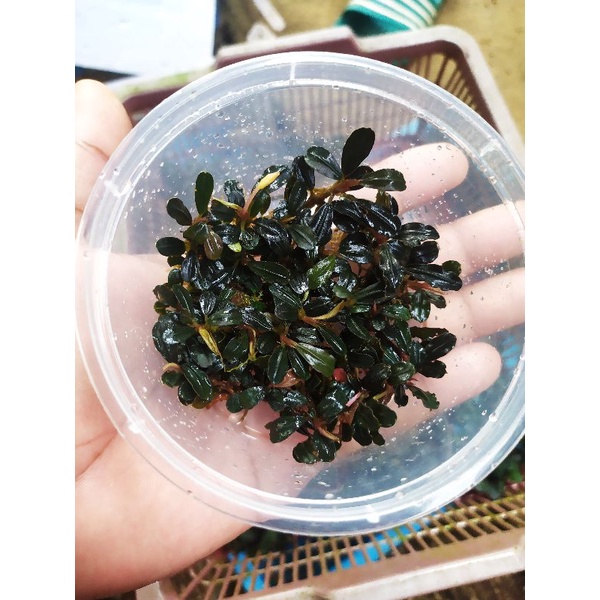 bucephalandra mini phantom porsi cup