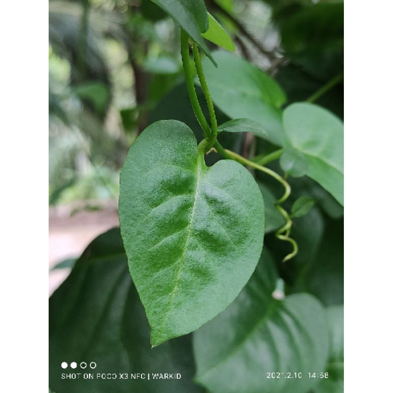 

DAUN BINAHONG SEGAR HEARTLEAF MADERAVINE MADEVINE DENG SAN CHI