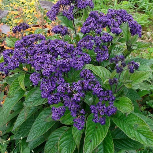 Benih Bibit Biji - Bunga Heliotrope Dwarf Marine Scented Flower Seeds - IMPORT